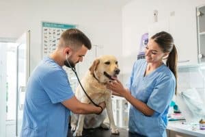 specialist debt recovery services for the Veterinary Practices & Vet Services in australia